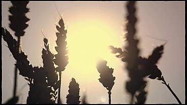 Dominion (Psalm 8:5-6)