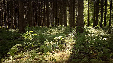 We Hope In You (Psalm 33:20-22) ESV