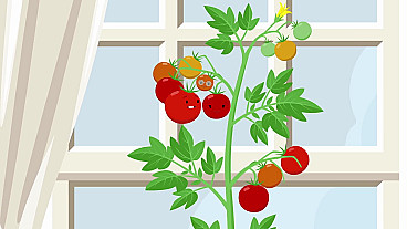 Fruit of the Spirit